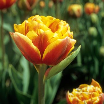 Tulipa Bonanza - Dubbele late tulp