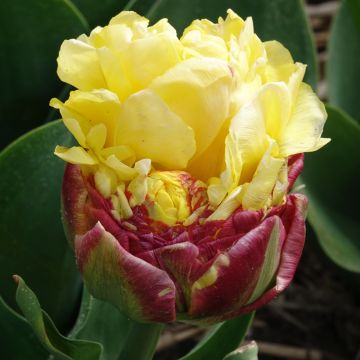 Tulipa Ice cream Banana - Dubbele late tulp