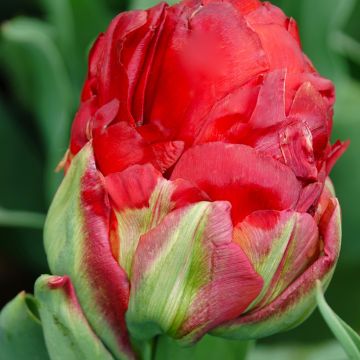 Tulipa Ice cream Strawberry - Dubbele late tulp