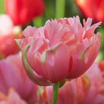 Tulipa Menton Unique - Dubbele late tulp