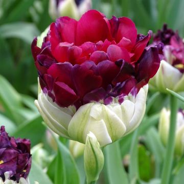 Tulipa Pop Up Purple - Dubbele late tulp