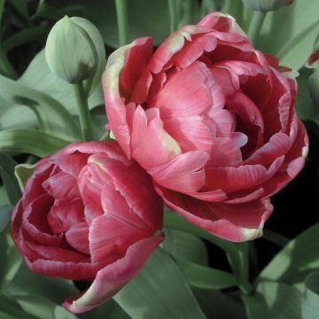 Dubbele late tulp Wedding Gift - Dubbele late tulp