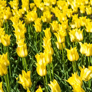 Tulipe Ballade Gold - Leliebloemige tulp