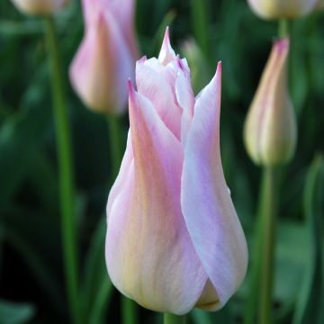 Tulipa Ballade Lady - Leliebloemige tulp