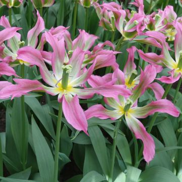 Tulipa Love Dance - Leliebloemige tulp