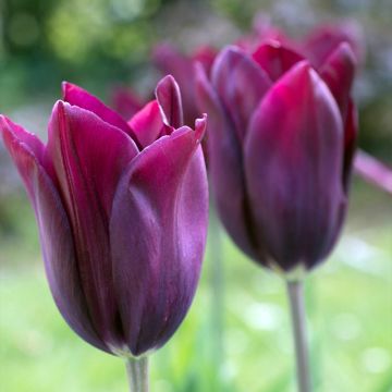 Tulipa Merlot - Leliebloemige tulp