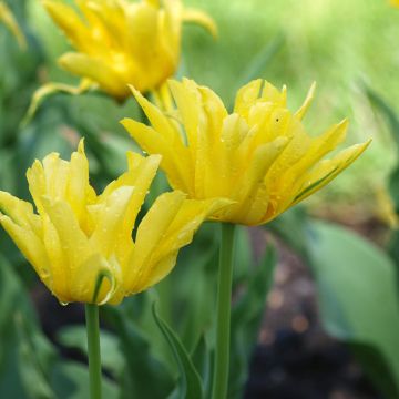 Tulipa Yellow Spider - Leliebloemige tulp