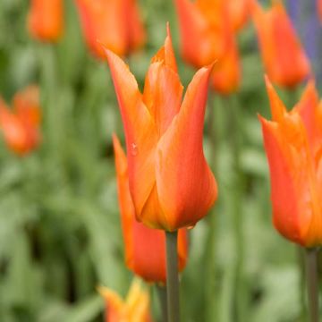 Tulipe Ballerina - Leliebloemige tulp
