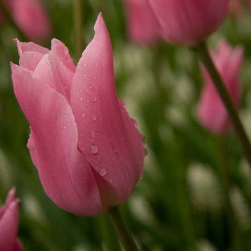 Tulipa China Pink - Leliebloemige tulp