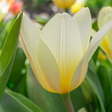 Tulipa greigii White Fire - Greigii‑tulp
