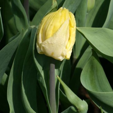 Tulipa Sunny Prince - Enkele vroege tulp