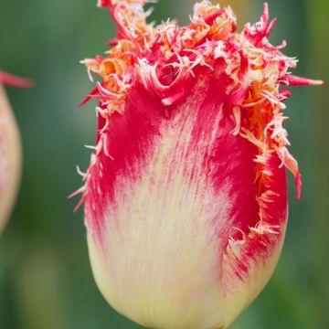 Tulipa crispa Joint Division - gefranjerde tulp