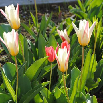 Tulipa kaufmanniana Hope - Kaufmanniana tulp