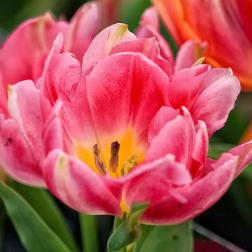Tulipa Peach Blossom - Dubbele vroege tulp