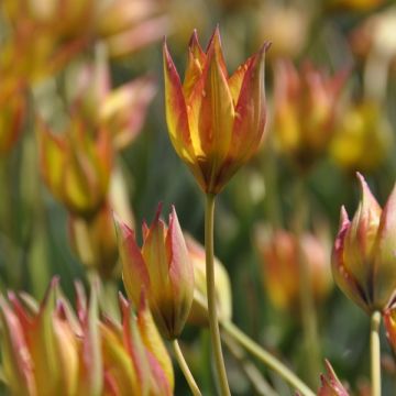 Tulipa orphanidea Flava - Botanische tulp
