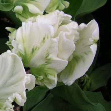 Tulipa Super Parrot - Papegaaitulp