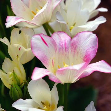 Tulipa Candy Club - Meerbloemige tulp