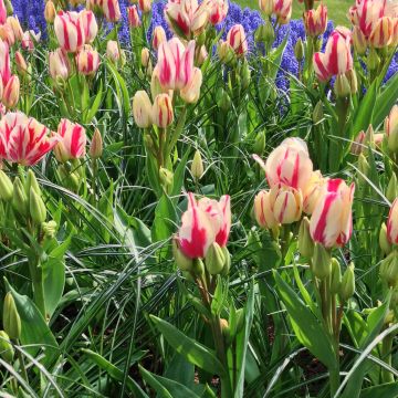 Tulipa Flaming Club - Meerbloemige tulp