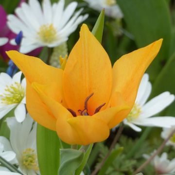 Tulipa praestans Shogun - Meerbloemige tulp