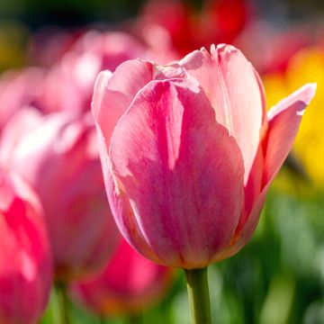 Tulipa Triumph Préludium - Triumphtulp