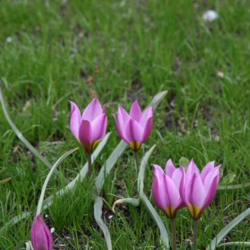 Tulipa humilis var. pulchella - Dwergtulp