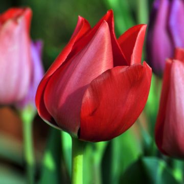 Tulipa Christmas Carol - Enkele vroege tulp