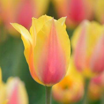 Tulipa Blushing Beauty - Enkele late tulp