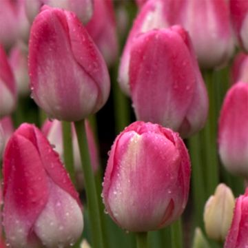 Tulipa Dreamland - Enkele late tulp