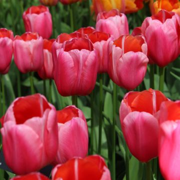 Tulipa Renown - Enkele late tulp