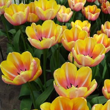 Tulipa Yellow Jumbo Beauty - Enkele late tulp