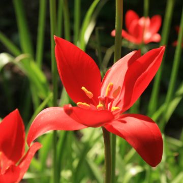 Tulipa sprengeri  - Botanische tulp