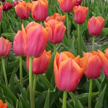 Tulipa Triumph Angela Merkel- Triumphtulp