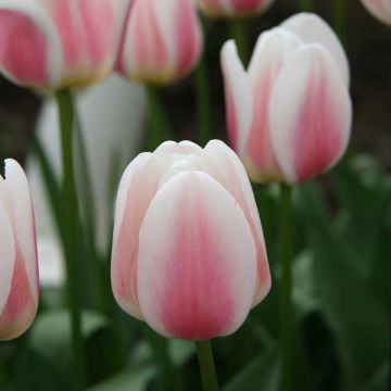 Tulipa Triumph Beau Monde - Triumphtulp
