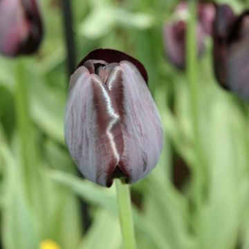 Tulipe Triumph Black Charm - Triumphtulp