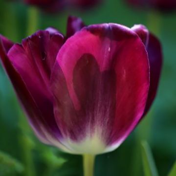 Tulipa Triumph Kansas Proud - Triumphtulp