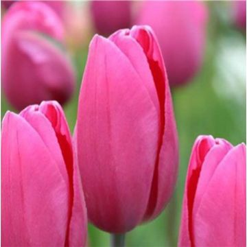 Tulipe Triumph Pink Proud - Triumphtulp