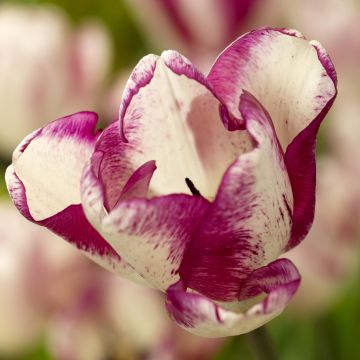 Tulipa Triumph Shiun - Triumphtulp