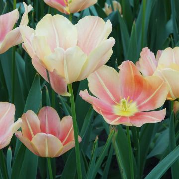 Tulipa Triumph Stunning Star - Triumphtulp