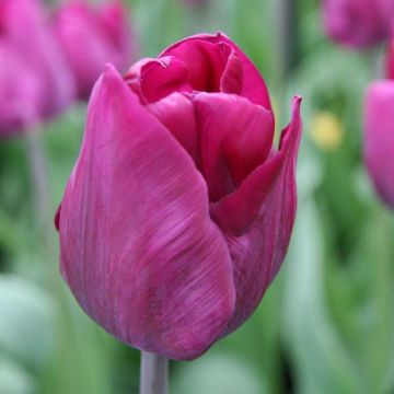 Tulipa Triumph Purple Lady - Triumphtulp