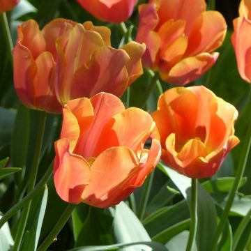 Tulipa Triumph Jimmy - Triumphtulp