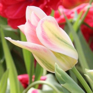 Tulipa Florosa (viridiflora) - Leliebloemige tulp