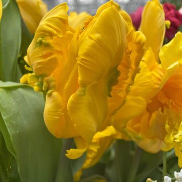 Tulipa Gold Race - Papegaaitulp