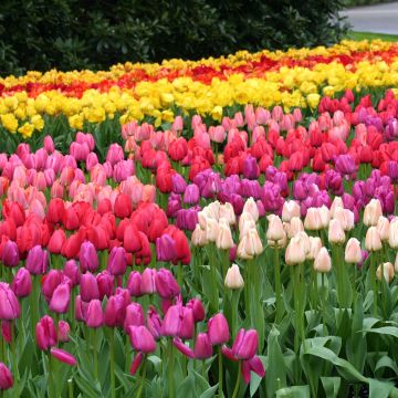 Darwin tulp Mix