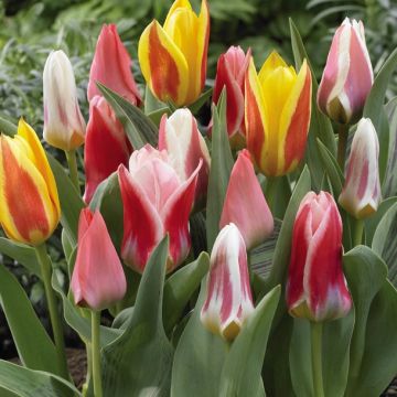 Tulipa kaufmanniana Rainbow Mix - Kaufmanniana tulpen Mix