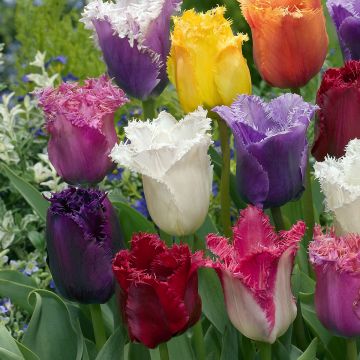 Gefranjerde tulp Mix