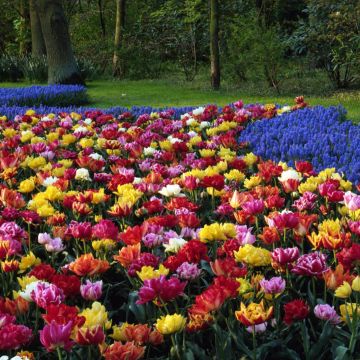Dubbele vroege tulpen Murillo Mix