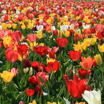 Tulipa Mix - Enkele late tulp