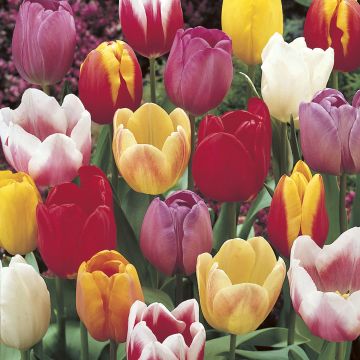 Triumph-tulp mix - Triumphtulpen Mix