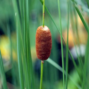 Typha laxmannii - Grote lisdodde