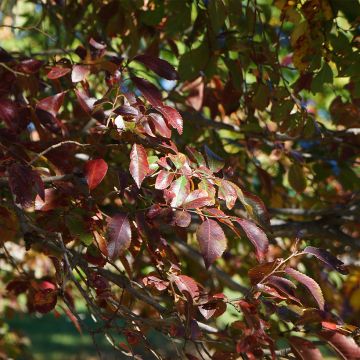 Ulmus Frontier - Chinese iep